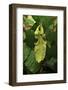 Walking Leaf, Female on Blackberry Leaves-Harald Kroiss-Framed Photographic Print