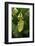 Walking Leaf, Female on Blackberry Leaves-Harald Kroiss-Framed Photographic Print
