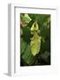 Walking Leaf, Female on Blackberry Leaves-Harald Kroiss-Framed Photographic Print