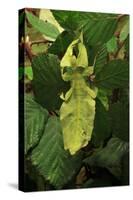 Walking Leaf, Female on Blackberry Leaves-Harald Kroiss-Stretched Canvas