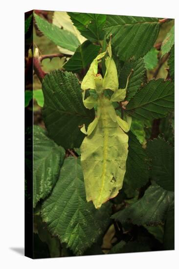 Walking Leaf, Female on Blackberry Leaves-Harald Kroiss-Stretched Canvas