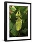 Walking Leaf, Female on Blackberry Leaves-Harald Kroiss-Framed Photographic Print