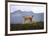 Walking Lynx-Xavier Ortega-Framed Photographic Print