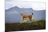 Walking Lynx-Xavier Ortega-Mounted Photographic Print