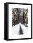 Walking on a Path in Central Park in Winter-Philippe Hugonnard-Framed Stretched Canvas
