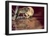 Walking on the Moon-Gordon Semmens-Framed Photographic Print