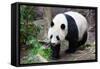 Walking Panda-FiledIMAGE-Framed Stretched Canvas