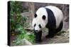 Walking Panda-FiledIMAGE-Stretched Canvas