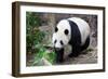 Walking Panda-FiledIMAGE-Framed Photographic Print