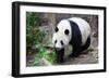 Walking Panda-FiledIMAGE-Framed Photographic Print