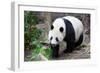 Walking Panda-FiledIMAGE-Framed Photographic Print