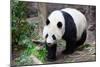 Walking Panda-FiledIMAGE-Mounted Photographic Print