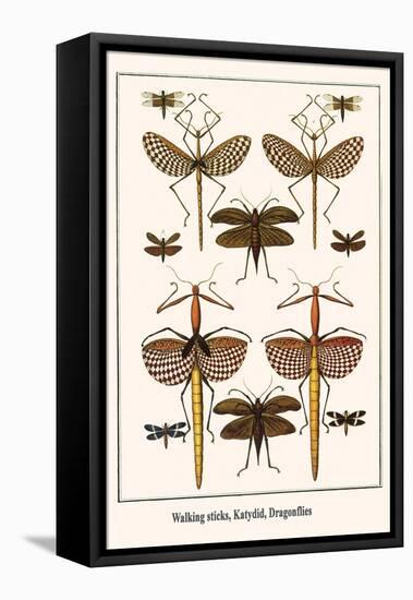 Walking Sticks, Katydid, Dragonflies-Albertus Seba-Framed Stretched Canvas