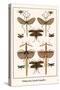 Walking Sticks, Katydid, Dragonflies-Albertus Seba-Stretched Canvas