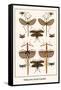 Walking Sticks, Katydid, Dragonflies-Albertus Seba-Framed Stretched Canvas