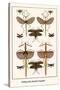 Walking Sticks, Katydid, Dragonflies-Albertus Seba-Stretched Canvas