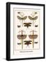 Walking Sticks, Katydid, Dragonflies-Albertus Seba-Framed Art Print