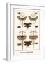 Walking Sticks, Katydid, Dragonflies-Albertus Seba-Framed Art Print