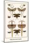 Walking Sticks, Katydid, Dragonflies-Albertus Seba-Mounted Art Print