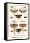 Walking Sticks, Katydid, Dragonflies-Albertus Seba-Framed Stretched Canvas