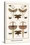 Walking Sticks, Katydid, Dragonflies-Albertus Seba-Stretched Canvas