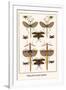 Walking Sticks, Katydid, Dragonflies-Albertus Seba-Framed Art Print