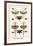 Walking Sticks, Katydid, Dragonflies-Albertus Seba-Framed Art Print