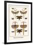 Walking Sticks, Katydid, Dragonflies-Albertus Seba-Framed Art Print