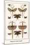 Walking Sticks, Katydid, Dragonflies-Albertus Seba-Mounted Art Print
