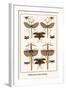 Walking Sticks, Katydid, Dragonflies-Albertus Seba-Framed Art Print