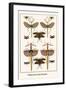 Walking Sticks, Katydid, Dragonflies-Albertus Seba-Framed Art Print