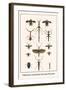 Walking Sticks, Praying Mantids, Water Bugs and Water Beetle-Albertus Seba-Framed Art Print