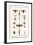 Walking Sticks, Praying Mantids, Water Bugs and Water Beetle-Albertus Seba-Framed Art Print