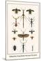 Walking Sticks, Praying Mantids, Water Bugs and Water Beetle-Albertus Seba-Mounted Art Print