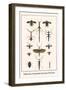 Walking Sticks, Praying Mantids, Water Bugs and Water Beetle-Albertus Seba-Framed Art Print