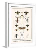 Walking Sticks, Praying Mantids, Water Bugs and Water Beetle-Albertus Seba-Framed Art Print