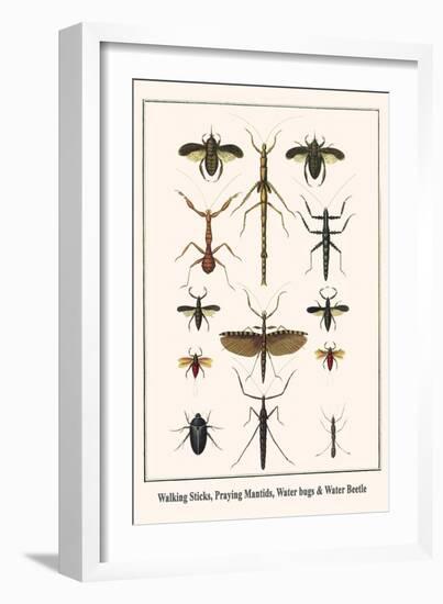 Walking Sticks, Praying Mantids, Water Bugs and Water Beetle-Albertus Seba-Framed Art Print