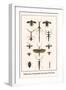 Walking Sticks, Praying Mantids, Water Bugs and Water Beetle-Albertus Seba-Framed Art Print