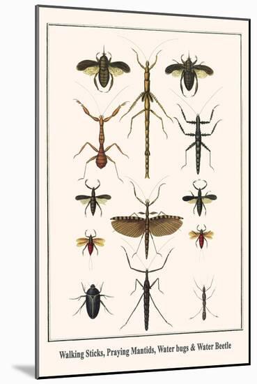 Walking Sticks, Praying Mantids, Water Bugs and Water Beetle-Albertus Seba-Mounted Art Print