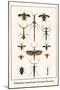 Walking Sticks, Praying Mantids, Water Bugs and Water Beetle-Albertus Seba-Mounted Art Print