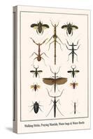 Walking Sticks, Praying Mantids, Water Bugs and Water Beetle-Albertus Seba-Stretched Canvas