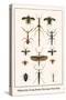 Walking Sticks, Praying Mantids, Water Bugs and Water Beetle-Albertus Seba-Stretched Canvas