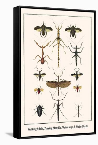 Walking Sticks, Praying Mantids, Water Bugs and Water Beetle-Albertus Seba-Framed Stretched Canvas