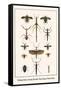 Walking Sticks, Praying Mantids, Water Bugs and Water Beetle-Albertus Seba-Framed Stretched Canvas