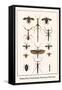 Walking Sticks, Praying Mantids, Water Bugs and Water Beetle-Albertus Seba-Framed Stretched Canvas