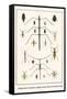 Walking Sticks, Praymantids, Longghorn Beetles, Beetles, Watr Beetles and Bugs-Albertus Seba-Framed Stretched Canvas