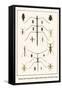 Walking Sticks, Praymantids, Longghorn Beetles, Beetles, Watr Beetles and Bugs-Albertus Seba-Framed Stretched Canvas