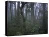 Walking Through Forest, Chile-Michael Brown-Stretched Canvas