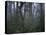Walking Through Forest, Chile-Michael Brown-Stretched Canvas