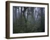 Walking Through Forest, Chile-Michael Brown-Framed Premium Photographic Print